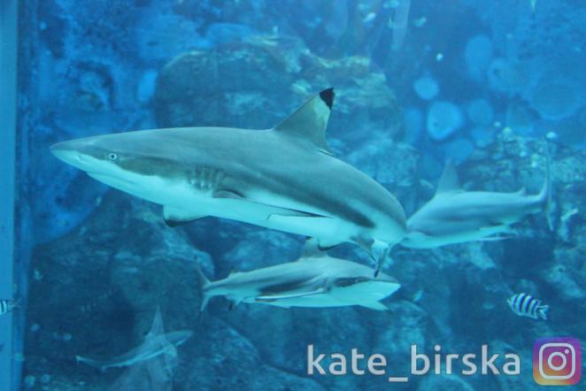 Акулы в океанариуме Сингапура
