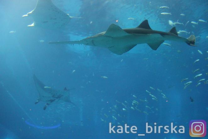 Рыба-мечь и манты