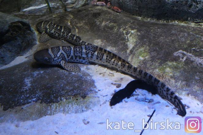 Акулы в океанариуме Сингапура