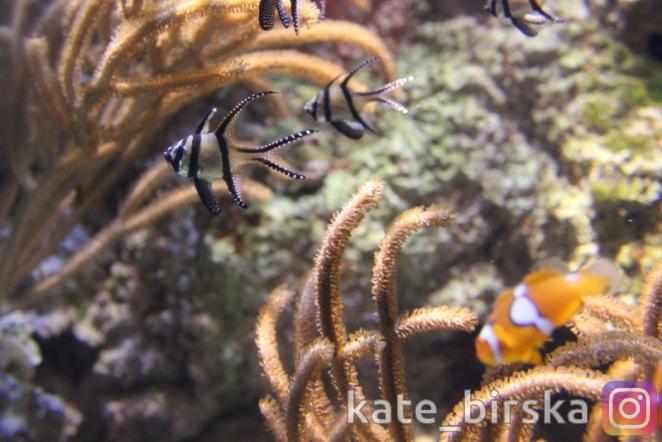 Рыбы Красного моря