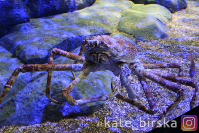 японский краб-паук
