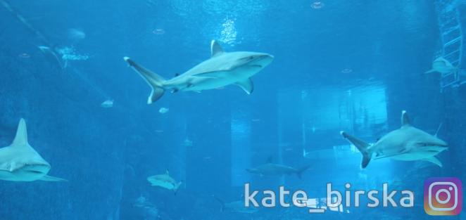 Акулы в океанариуме Сингапура