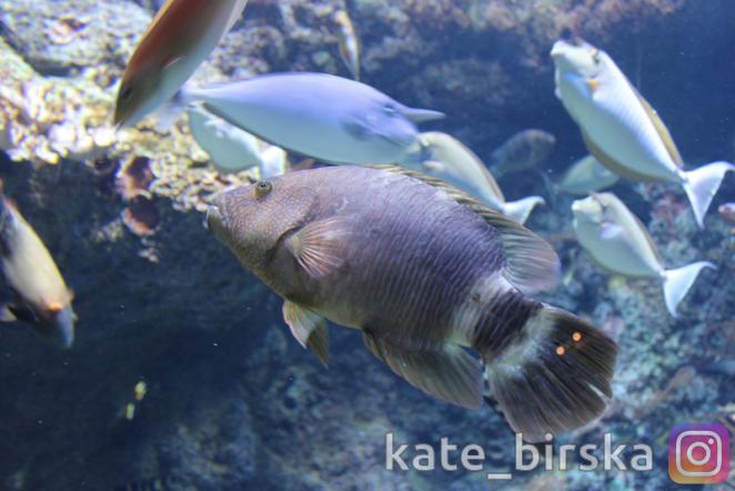 Океанариум Сингапура, Сентоза