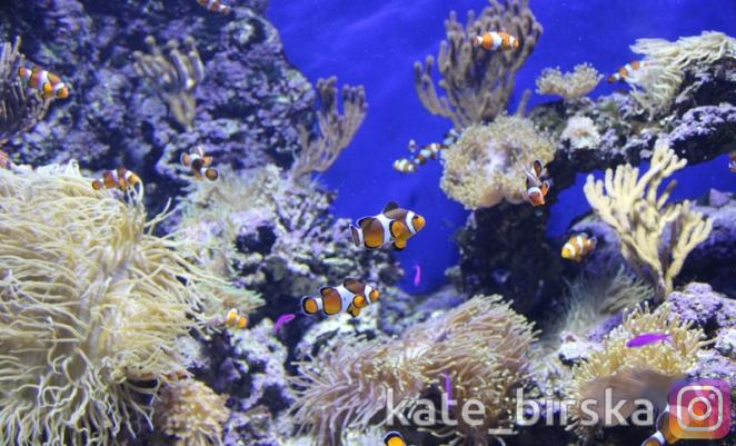 Рыбы Красного моря