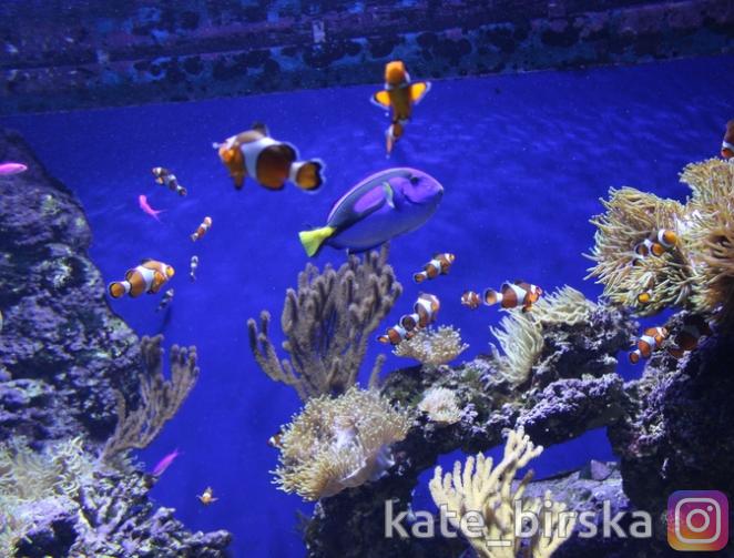 Рыбы Красного моря