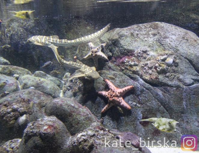 Акулы в океанариуме Сингапура