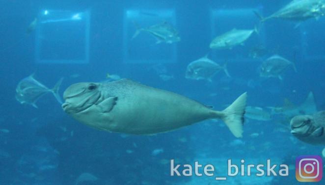 Океанариум Сингапура