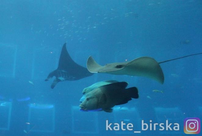 Океанариум Сингапура