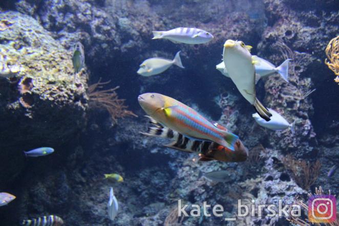 Океанариум Сингапура, Сентоза