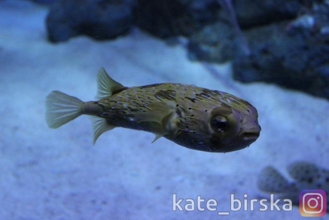 Океанариум Сингапура, Сентоза