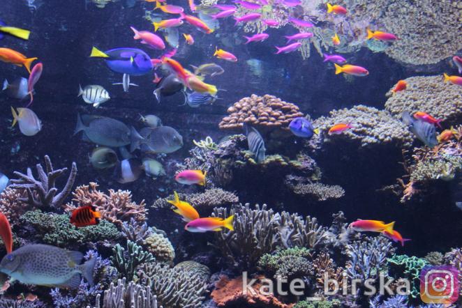 Рыбы Красного моря