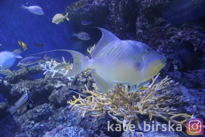 Океанариум Сингапура, Сентоза