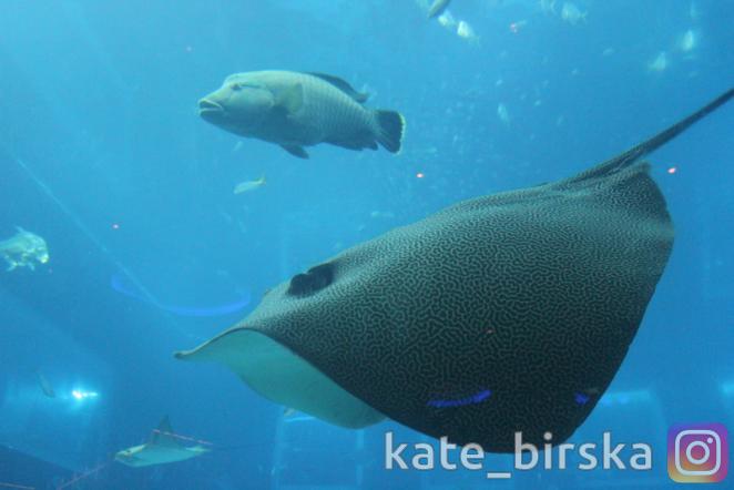 Океанариум Сингапура