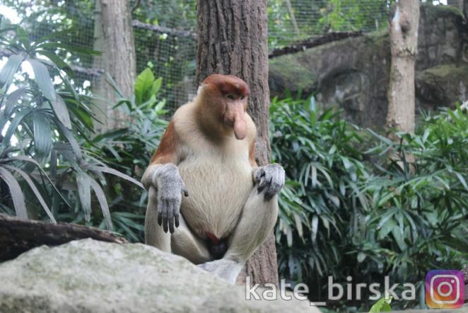 Обезьяна Носач