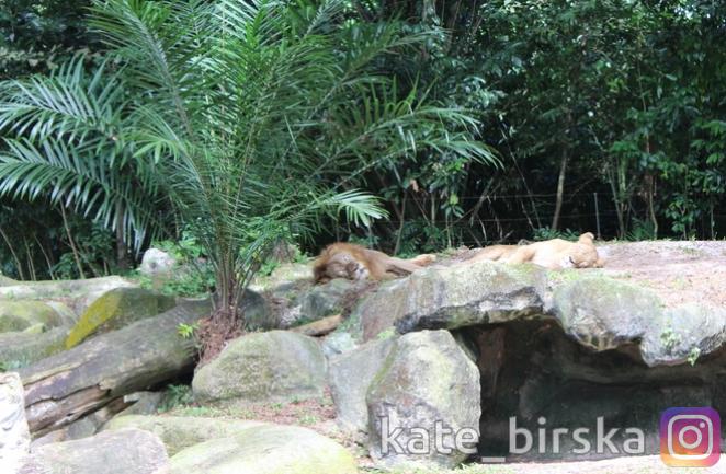 Лев и львица