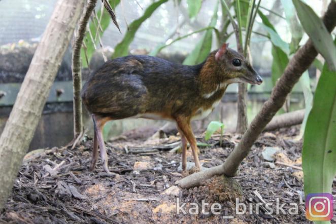 Малый оленёк