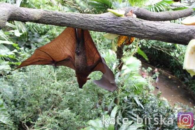 Летучая лисица