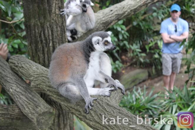 Кошачий лемур