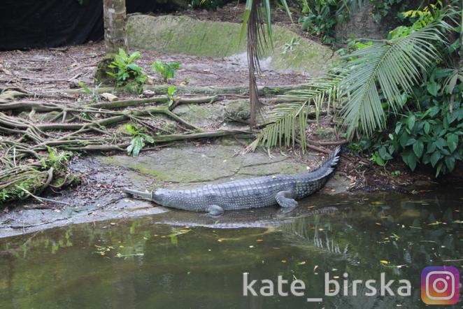 Узкорылый крокодил