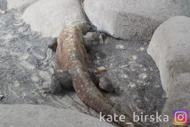 Комодский варан