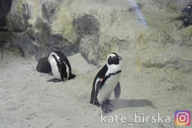 Пингвины в Сингапуре