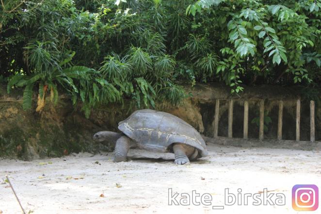 Гигантская черепаха
