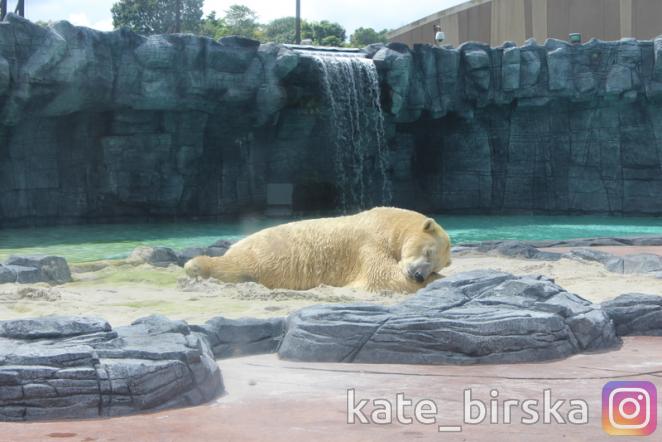 Белый медведь Инука