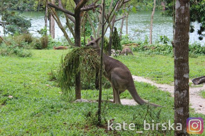 Кенгуру