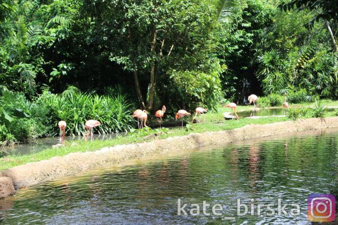 Розовый фламинго