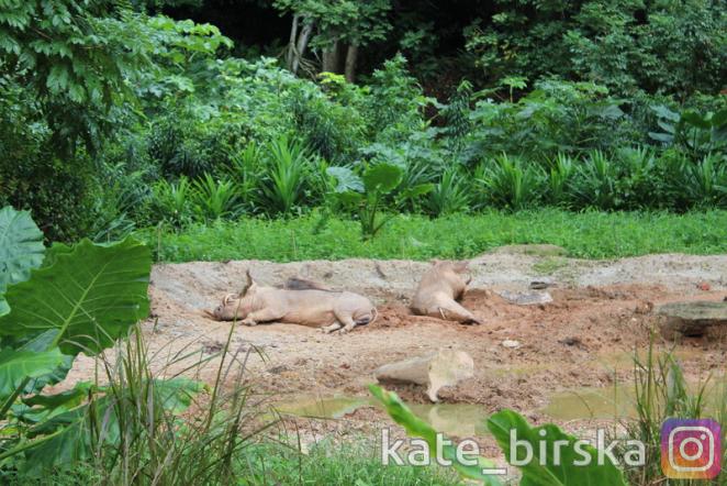 Кабаны на отдыхе