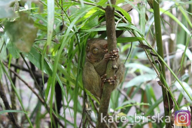 Заповедник долгопятов, Бохол, Филиппины