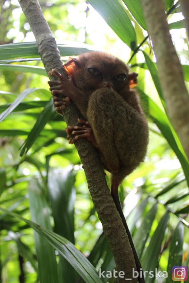 Заповедник долгопятов, Бохол, Филиппины