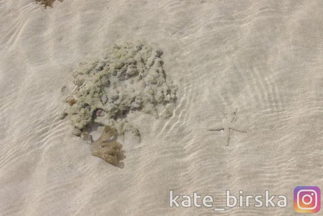 Морские звездочки на пляже