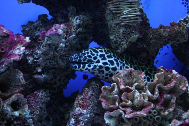 Мурена в коралле