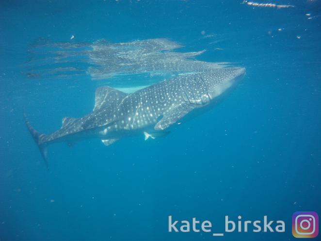 Китовая акула